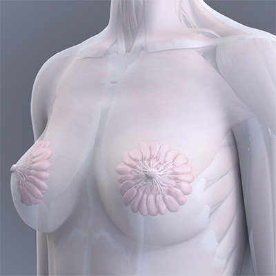 female breast anatomy thumbnail